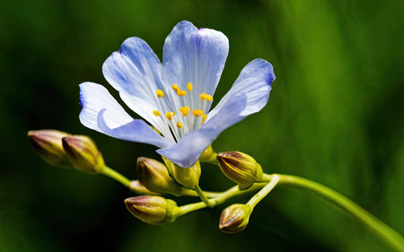 Close up of a blue flax flower (Linum usitatissimum)の素材