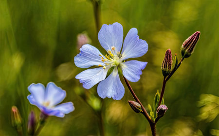 Flowering blue flax (Linum usitatissimum)の素材