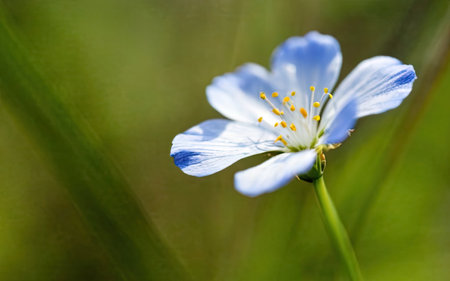 Close up of blue flax flower (Linum usitatissimum)の素材