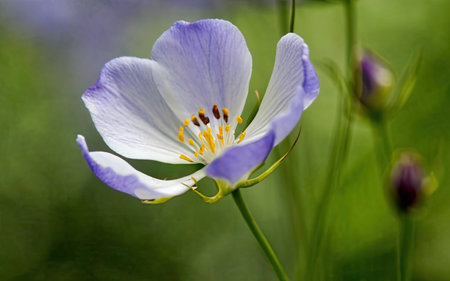 Flower of Linum usitatissimum, native to South Africaの素材
