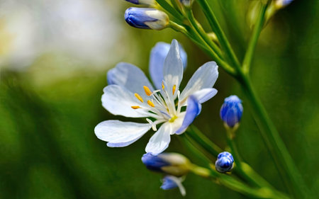 Close up of a blue and white flower on a meadow.の素材