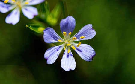 Macro photo of a blue flower (Linum usitatissimum)の素材