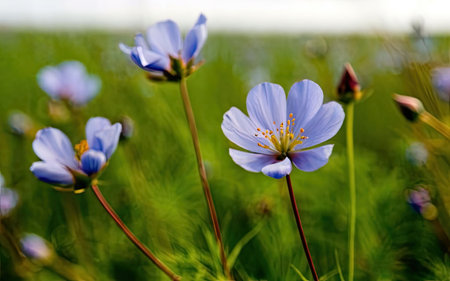 Cosmos flowers on the background of green grass and blue sky.の素材