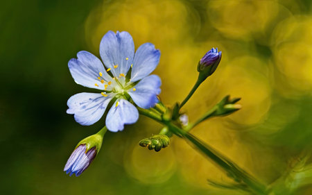 Macro photo of a blue flower on a blurred green background.の素材