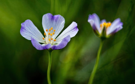 Close up of a crocus flower in bloom on a green backgroundの素材