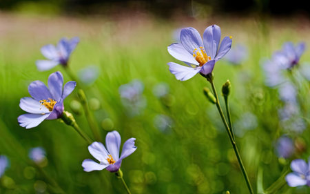 Close up of blue flowers in the meadow. Shallow depth of fieldの素材