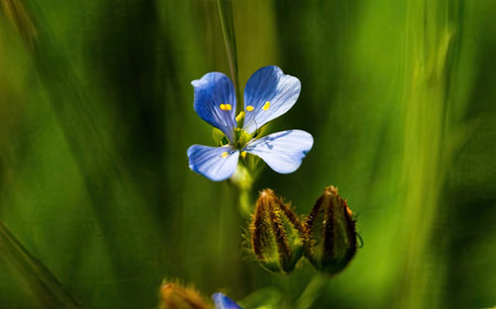 Flax (Linum usitatissimum) flowers in bloomの素材