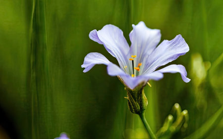 Close up of blue flower in the meadow. Nature background.の素材