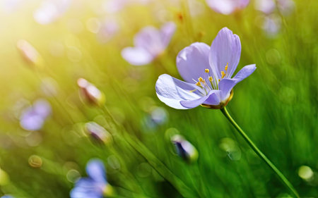 Beautiful spring flowers on the meadow. Floral background.の素材