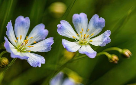 Close up of a blue flower (Linum usitatissimum)の素材