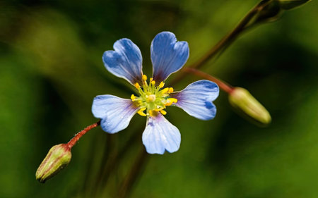 Close up of a blue cornflower (Linum usitatissimum)の素材