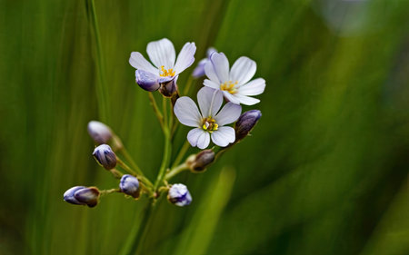 Close-up of a small white flower with purple petals on a green backgroundの素材