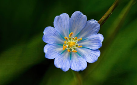 Close up of a blue flower on a background of green grass.の素材