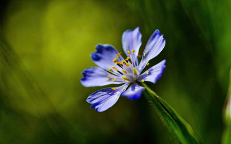 Beautiful blue flower on a background of green grass. Macro.の素材