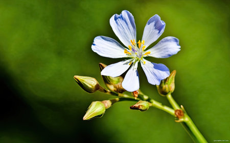 Blue flower of the common chicory (Linum usitatissimum)の素材