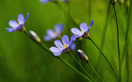 Close up of blue flowers in a meadow, shallow depth of fieldの素材