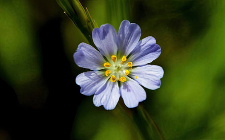 A macro shot of a blue flower with a blurry green background.の素材
