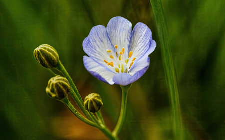 Flower of a linseed (Linum usitatissimum)の素材
