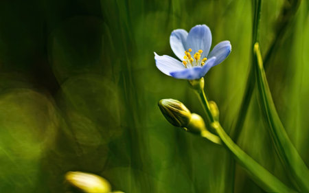 Flowering linum (Linum usitatissimum)の素材