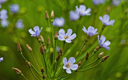 Close up of a blue flower in the meadow with green backgroundの素材