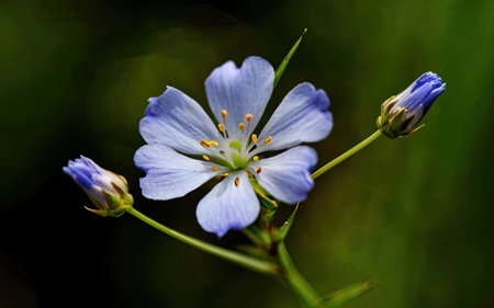Close up of blue flax flower (Linum usitatissimum)の素材