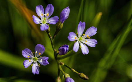 Macro photo of small purple flowers in the meadow in springの素材