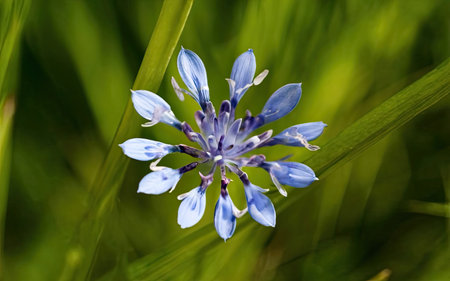 Cornflower (Centaurea cyanus) in the grassの素材