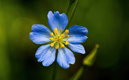 Flower of the flax (Linum usitatissimum)の素材