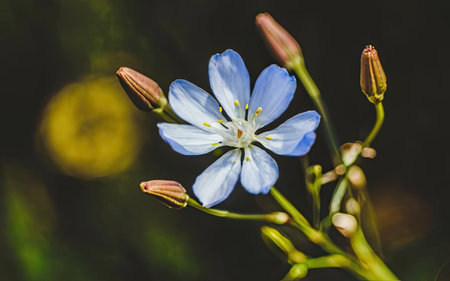 Close up of a blue flax flower (Linum usitatissimum)の素材