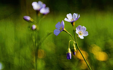 Purple flowers in a green meadow on a sunny summer dayの素材