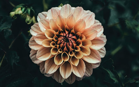 Colorful dahlia flower in the garden - Vintage effect style picturesの素材