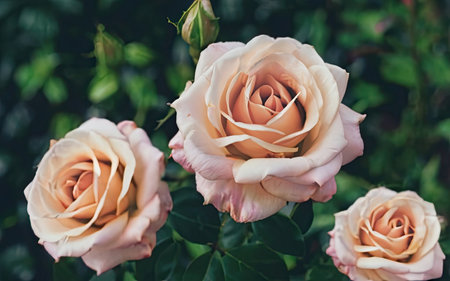 Beautiful pink roses in the garden. Soft focus. Vintage tone.の素材
