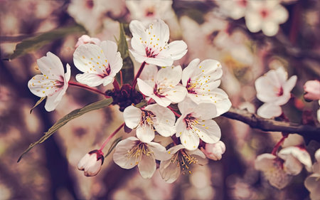 Cherry blossoms on a tree in spring. Close-up.の素材