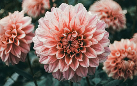 Beautiful pink dahlia flower in garden - Vintage effect style picturesの素材