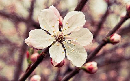 Apricot blossom in spring time. Beautiful floral background.の素材