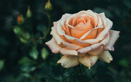 Close-up of an orange rose in the garden on a dark backgroundの素材