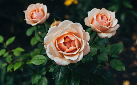 Beautiful pink roses blooming in the garden. Floral backgroundの素材