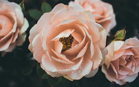 Beautiful pink rose with water drops on the petals, vintage toneの素材