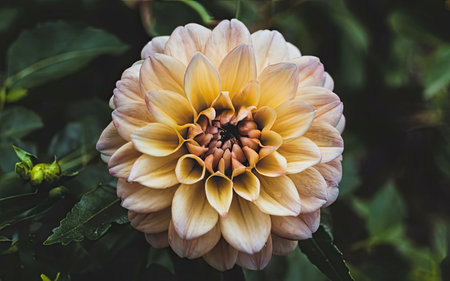 Dahlia is a genus of flowering plants in the sunflower family Asteraceae.の素材