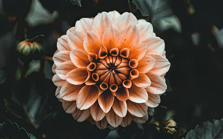 Beautiful orange dahlia flower in the garden, stock photoの素材