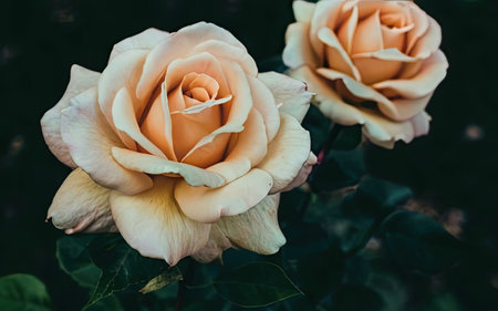 Beautiful roses in the garden, Roses are beautiful with a beautiful sunny day.の素材