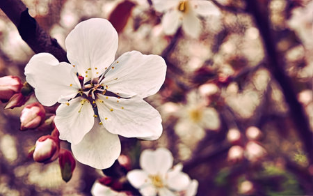 Beautiful blooming branch of cherry tree in spring. Toned.の素材
