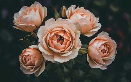 Beautiful pink roses in the garden. Vintage toned photo.の素材