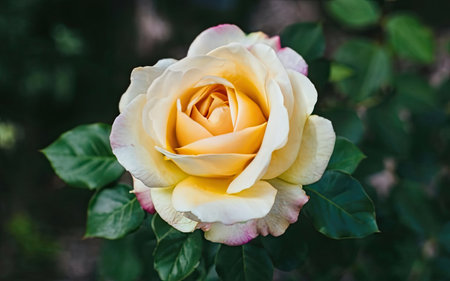 White and yellow rose on a background of green leaves close-upの素材