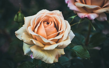 Beautiful roses in the garden, Roses are beautiful with a beautiful sunny day.の素材