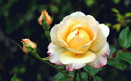 Beautiful yellow rose with green leaves in the garden on a sunny dayの素材