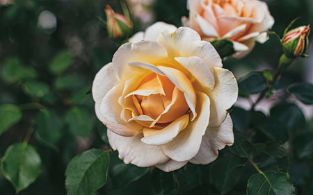 Beautiful white rose in the garden on the nature background. Close up.の素材