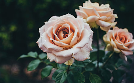 Beautiful pink and white roses in the garden. Selective focus.の素材