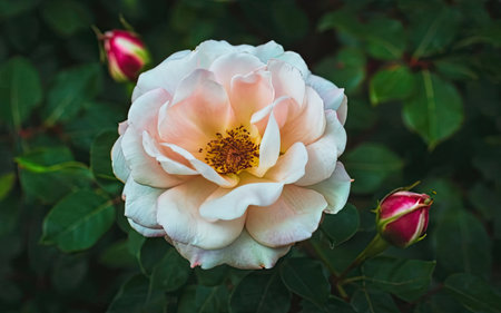 Beautiful white rose in the garden. Shallow depth of field.の素材