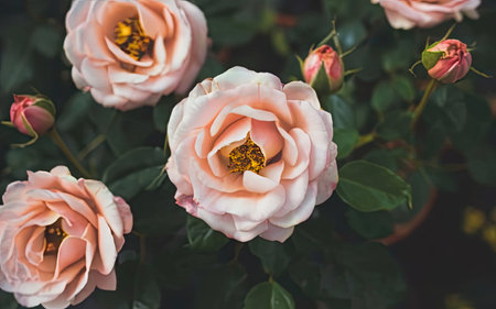 Beautiful pink rose flower in the garden - Vintage effect style picturesの素材